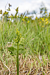 KA_140716_80 / Botrychium lanceolatum / Handmarinøkkel