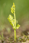 KA_140716_92 / Botrychium boreale / Fjellmarinøkkel