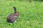 KA_140824_1574 / Lepus timidus / Hare