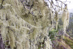 KA_140907_50 / Evernia divaricata / Mjuktjafs