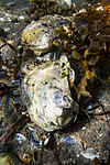 KA_140921_2539 / Crassostrea gigas / Stillehavsøsters