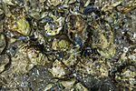KA_140921_2576 / Crassostrea gigas / Stillehavsøsters