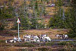 KA_140927_2752 / Rangifer tarandus / Rein
