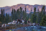 KA_140927_2763 / Rangifer tarandus / Rein