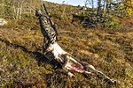 KA_140927_2809 / Rangifer tarandus / Rein