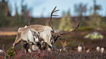 KA_140927_2860 / Rangifer tarandus / Rein
