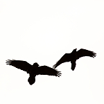 KA_140928_2969 / Corvus corax / Ravn