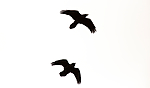 KA_140928_2970 / Corvus corax / Ravn