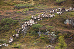 KA_140928_3012 / Rangifer tarandus / Rein