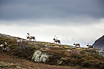 KA_140928_3013 / Rangifer tarandus / Rein