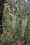 KA_141021_3634 / Usnea longissima / Huldrestry