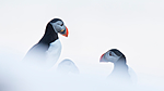 KA_150406_115 / Fratercula arctica / Lunde