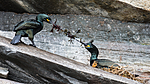 KA_150406_17 / Phalacrocorax aristotelis / Toppskarv