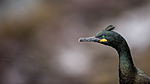 KA_150406_2 / Phalacrocorax aristotelis / Toppskarv