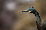 KA_150406_3 / Phalacrocorax aristotelis / Toppskarv