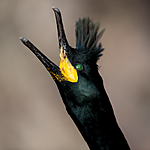 KA_150406_31 / Phalacrocorax aristotelis / Toppskarv