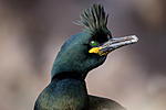 KA_150406_35 / Phalacrocorax aristotelis / Toppskarv