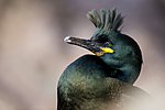 KA_150406_39 / Phalacrocorax aristotelis / Toppskarv