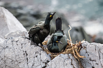 KA_150406_43 / Phalacrocorax aristotelis / Toppskarv