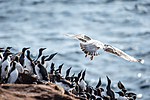 KA_150406_44 / Larus hyperboreus / Polarmåke <br /> Uria aalge / Lomvi