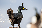 KA_150406_56 / Phalacrocorax aristotelis / Toppskarv