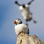 KA_150406_63 / Fratercula arctica / Lunde