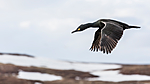 KA_150406_73 / Phalacrocorax aristotelis / Toppskarv