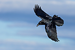 KA_150407_1 / Corvus corax / Ravn