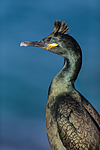 KA_150407_11 / Phalacrocorax aristotelis / Toppskarv