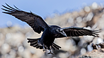 KA_150407_133 / Corvus corax / Ravn