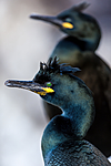 KA_150407_20 / Phalacrocorax aristotelis / Toppskarv