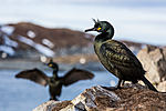 KA_150407_204 / Phalacrocorax aristotelis / Toppskarv