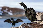 KA_150407_206 / Phalacrocorax aristotelis / Toppskarv