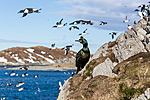 KA_150407_58 / Phalacrocorax aristotelis / Toppskarv