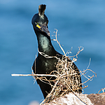 KA_150407_71 / Phalacrocorax aristotelis / Toppskarv