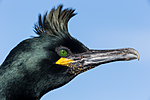 KA_150407_84 / Phalacrocorax aristotelis / Toppskarv