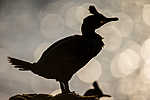 KA_150408_128 / Phalacrocorax aristotelis / Toppskarv