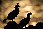 KA_150408_216 / Phalacrocorax aristotelis / Toppskarv
