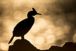 KA_150408_219 / Phalacrocorax aristotelis / Toppskarv
