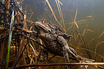 KA_150424_10 / Bufo bufo / Nordpadde