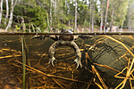 KA_150424_9 / Bufo bufo / Nordpadde