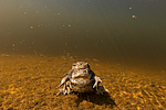 KA_150430_18 / Bufo bufo / Nordpadde