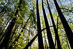 KA_150513_36 / Tilia cordata / Lind