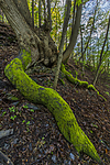 KA_150513_6 / Tilia cordata / Lind