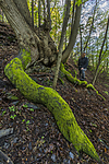 KA_150513_7 / Tilia cordata / Lind