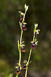 KA_150616_3 / Ophrys insectifera / Flueblom
