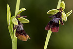 KA_150616_4 / Ophrys insectifera / Flueblom
