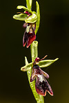 KA_150616_5 / Ophrys insectifera / Flueblom