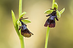 KA_150616_6 / Ophrys insectifera / Flueblom