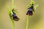 KA_150616_7 / Ophrys insectifera / Flueblom